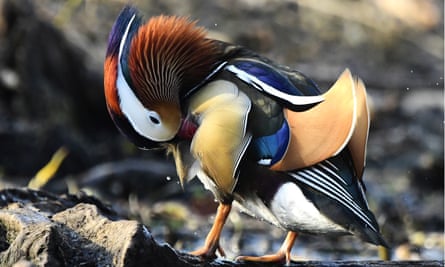 Nesting Mandarin ducks in Russia’s far east in 2017 - the birds call eastern Siberia, China and Japan home 