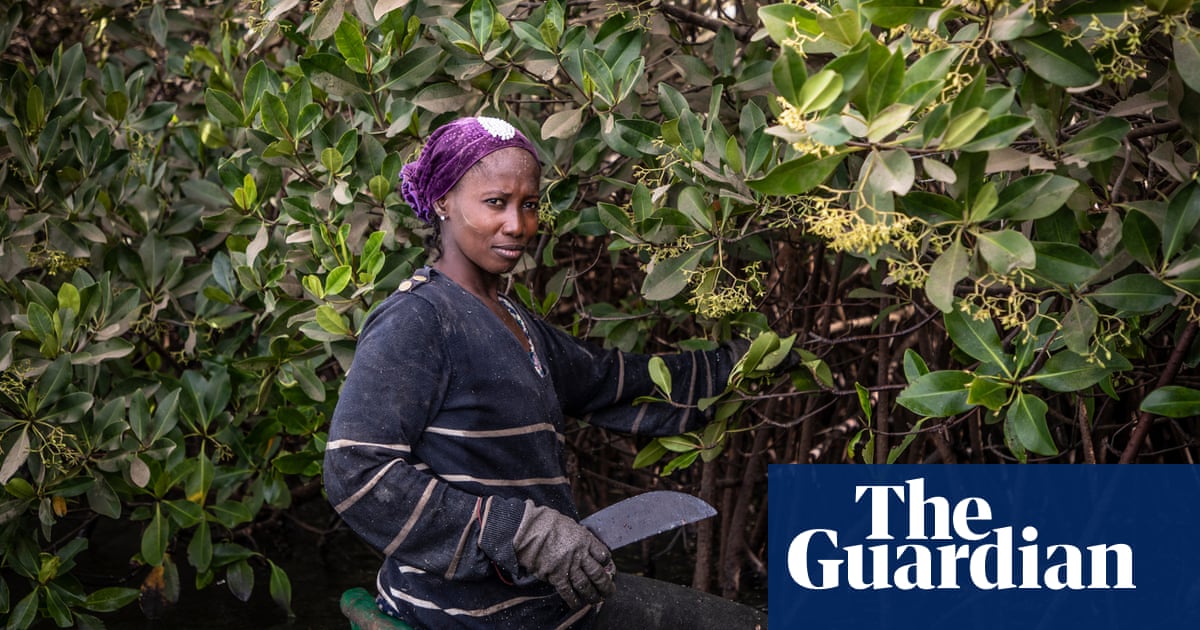 森の管理人: ガンビアのカキを収穫する先駆的な女性の集団