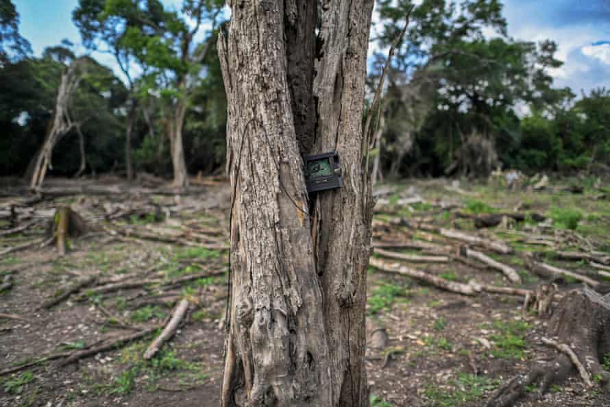 An indigenous tree stands in habitat destroyed by charcoal makers