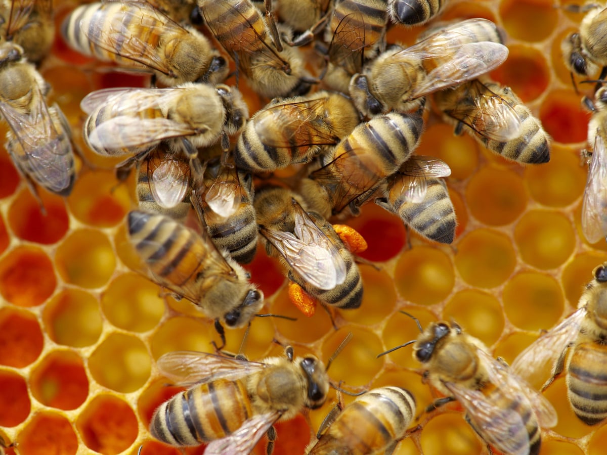 Why Don T Vegans Eat Honey You Asked Google Here S The Answer Veganism The Guardian