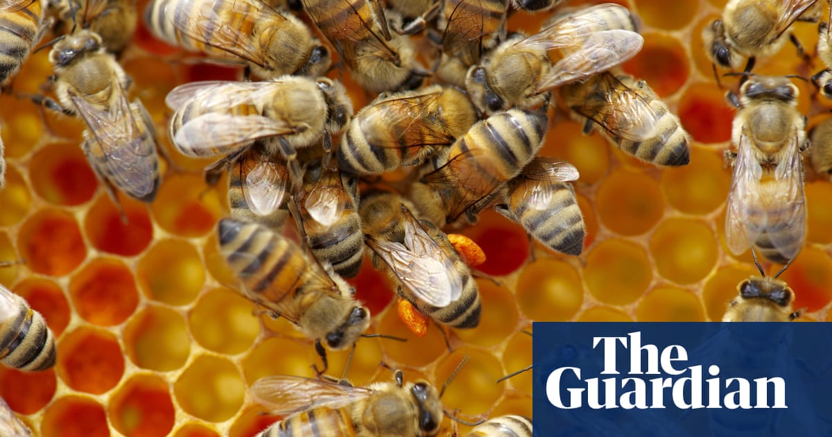 Invasion Of The Frankenbees The Danger Of Building A Better Bee Bees The Guardian Invasion Of The Frankenbees The Danger Of Building A Better Bee Bees The Guardian