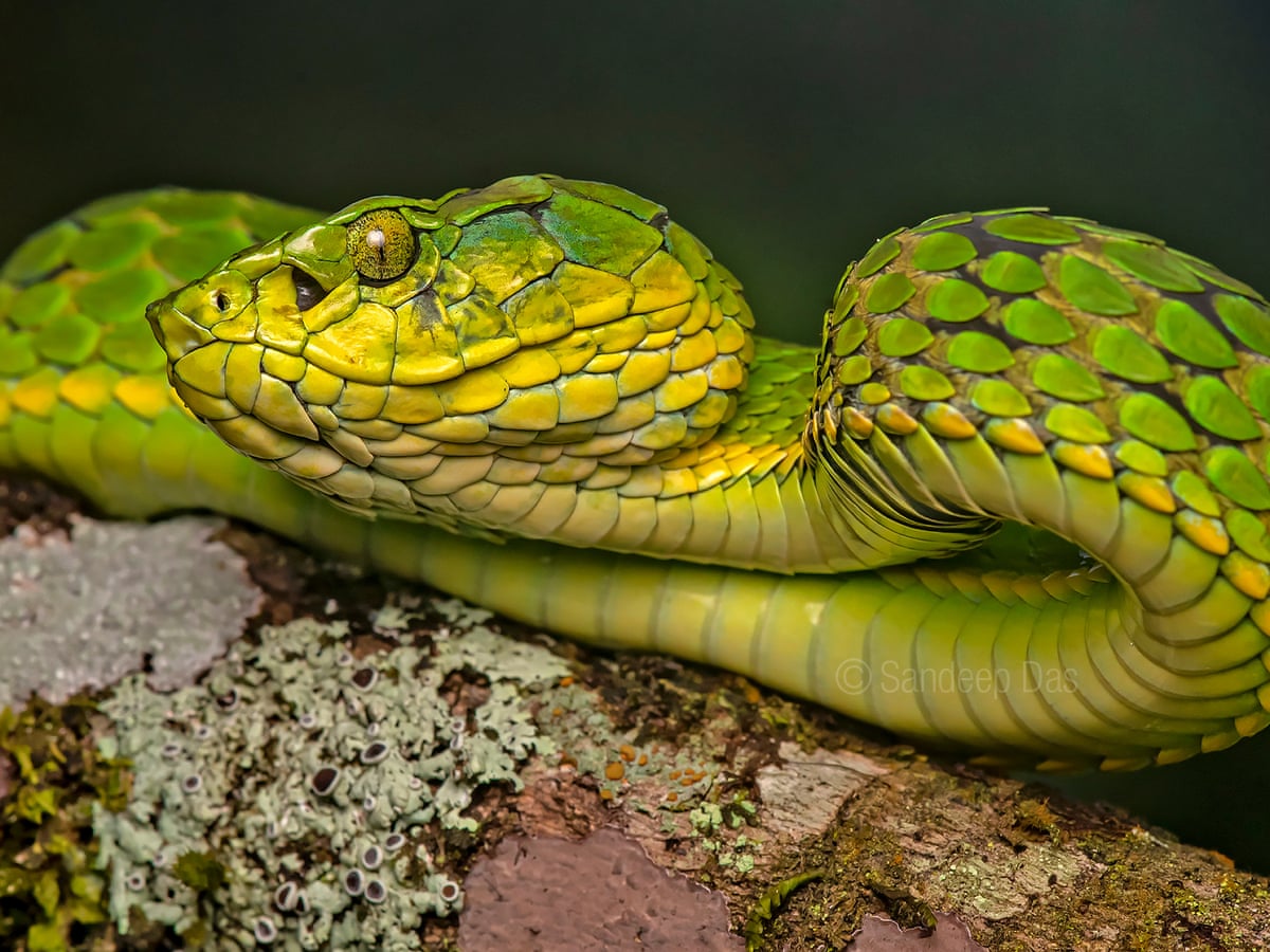 Like Uber for snake emergencies': tech takes the sting out of