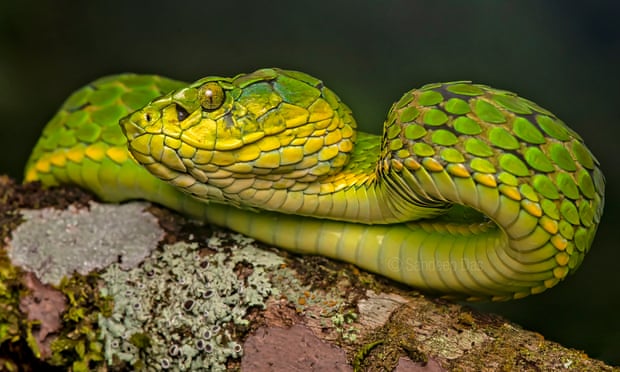 Large-scaled pit viper