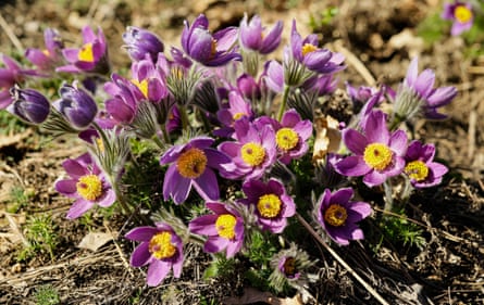 Pulsatilla grandis, or the greater pasqueflower