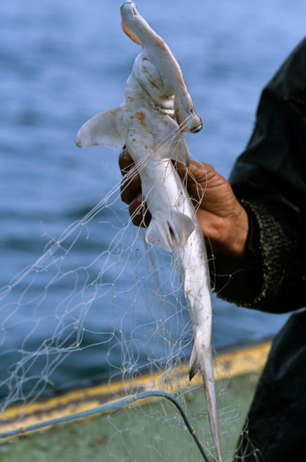 A fisherman holds a juvenile hammerhead shark caught in a gill net.