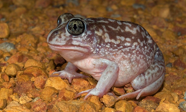 From local pond to outback dunny, Australia’s biggest frog count is here – and researchers need your help From local pond to outback dunny, Australia’s biggest frog count is here – and researchers need your help