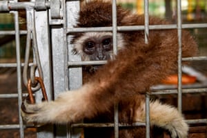 Gibbon in a cage