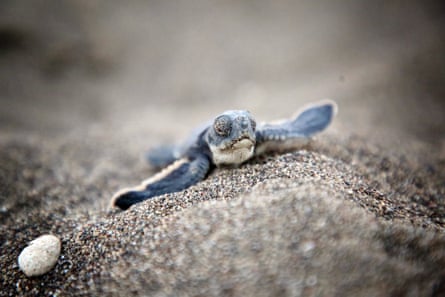 A newly hatched turtle makes its way to the sea in Mersin, Turkey. There are fears that breeding grounds for the loggerhead sea turtle (Caretta caretta), which is at risk of extinction, could be affected by development projects.