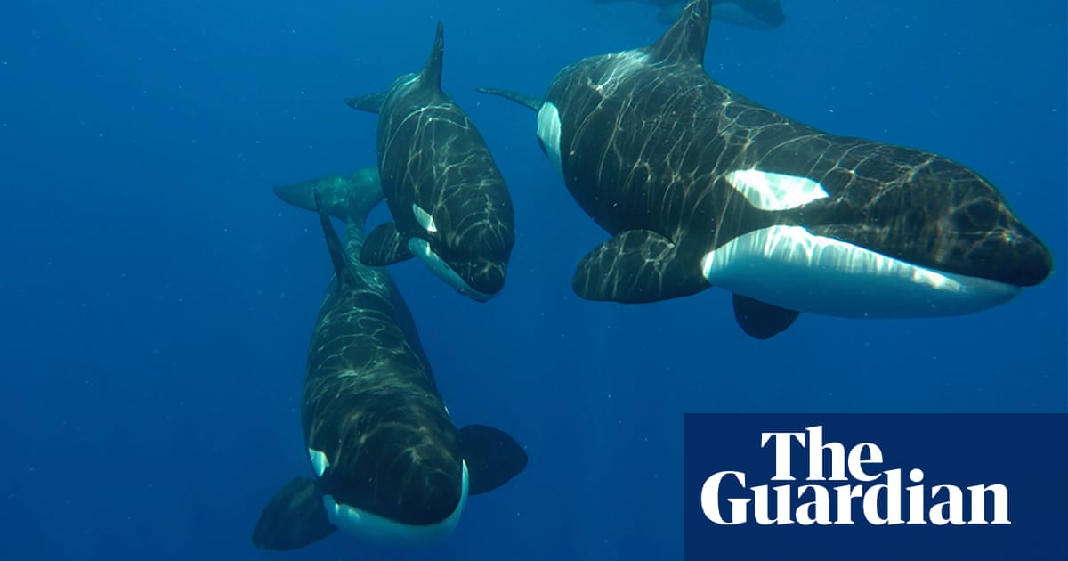 An extraordinary battle between sperm whales and orcas – in pictures |  Environment | The Guardian