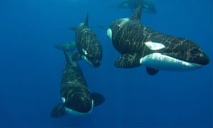A pod of orcas charges towards the film crew’s boat following an attack on a group of sperm whale in the Indian Ocean off the west coast of Sri Lanka
