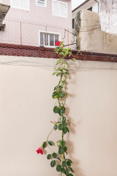 A plant growing from chicken wire on a wall