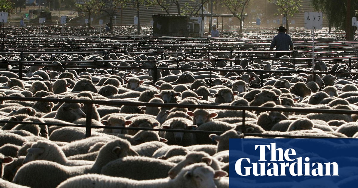 Supersized Sheep Are Too Big To Shear Australian Livestock Expert Warns Australia News The Guardian
