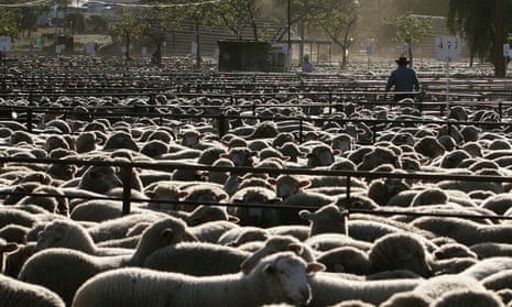 Sheep are being sold to 'cruel' Kuwait market, says Animals Australia |  Animal welfare | The Guardian