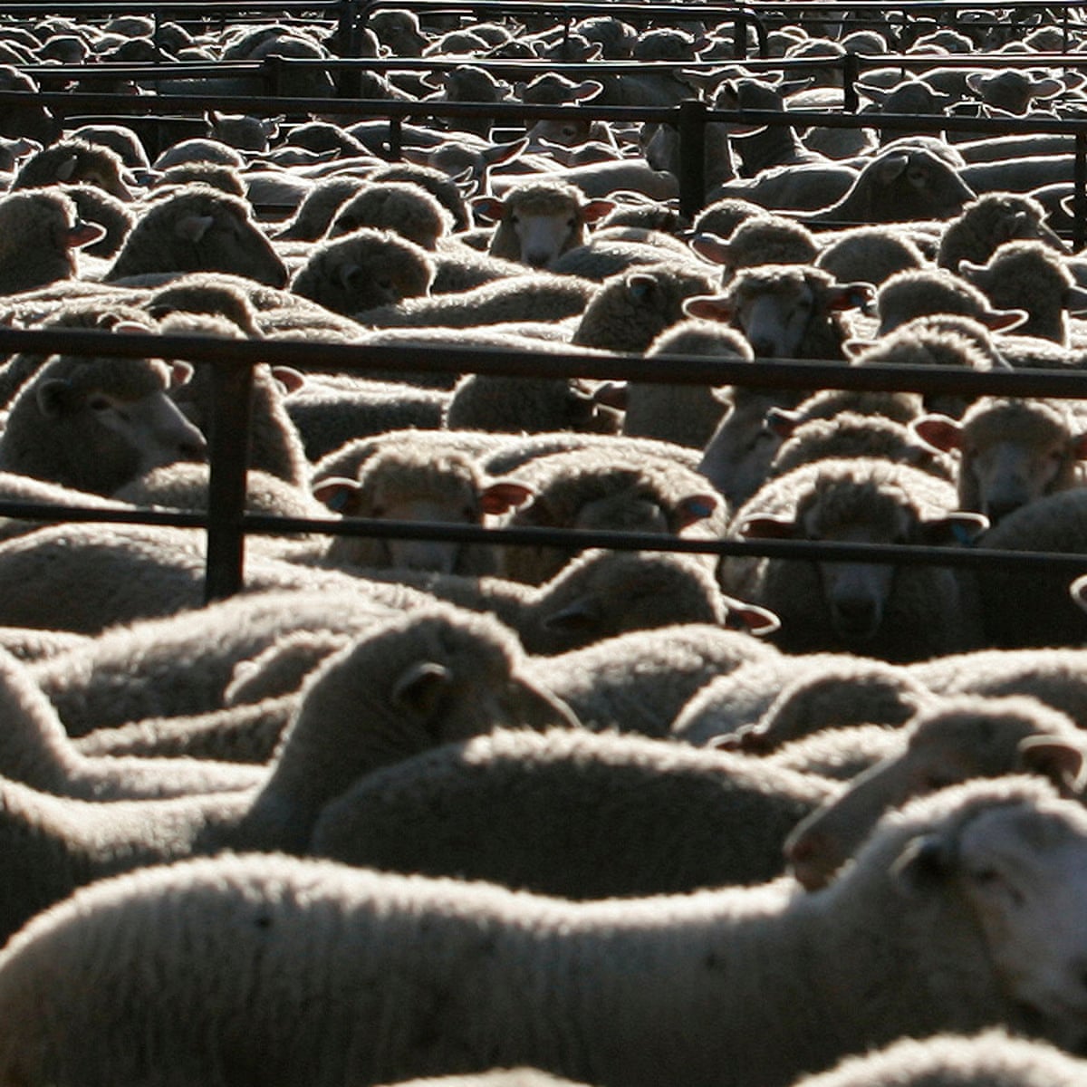 Labor promises to ban live sheep exports and have meat processed in  Australia | Live exports | The Guardian