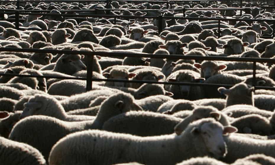 Footage from Animals Australia shows the conditions under which 2,400 sheep died in transit to the Middle East.