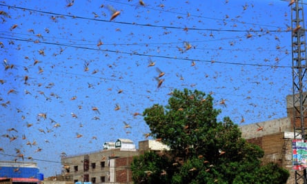 Locusts swarm in Hyderabad, Sindh province