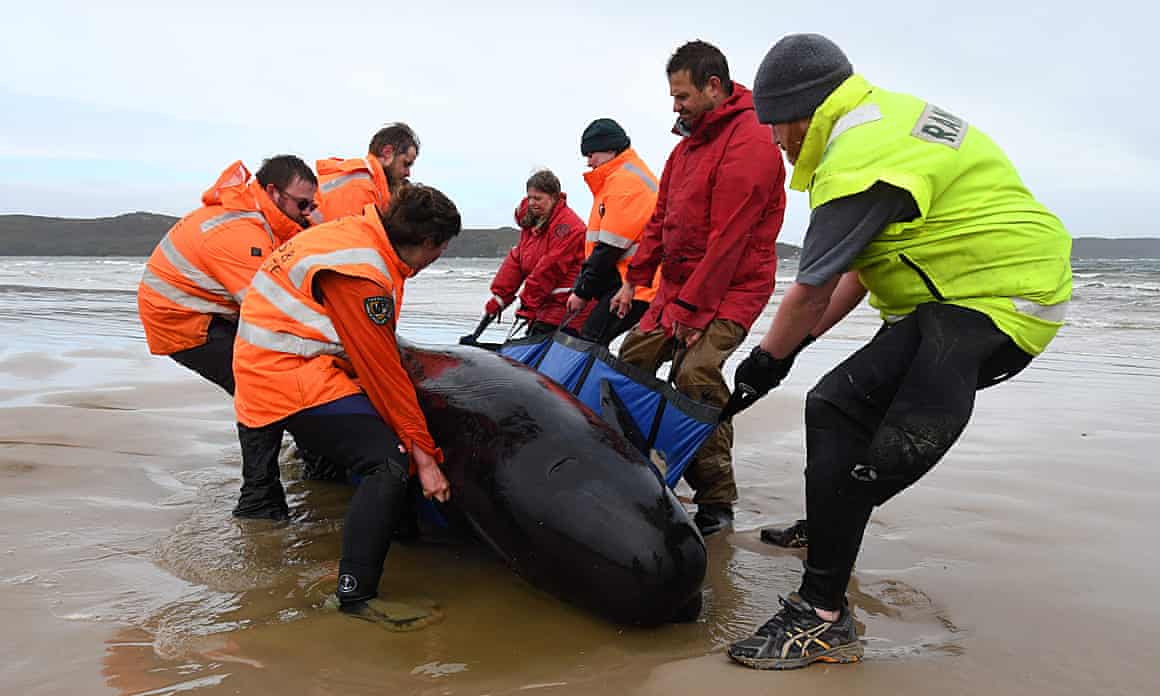 Rescuers try to save one of more than 450 stranded whales in Tasmania.