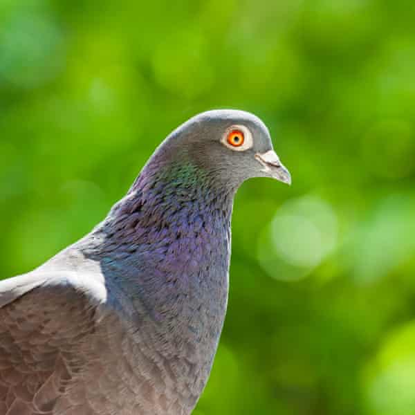 Game pigeon asking for old apple idea Game pigeon asking for old apple idea