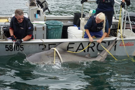Dr Amy Smoothey tagging bull sharks in Sydney