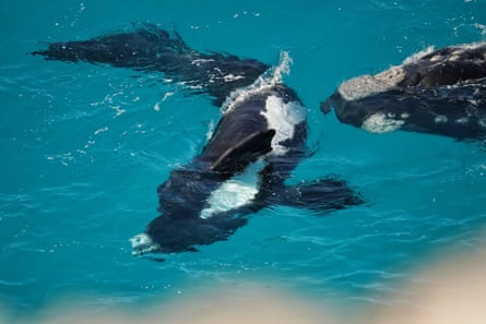 southern right whales