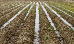 Flooding ruined many potato crops last year, including this field in Flintshire, north Wales