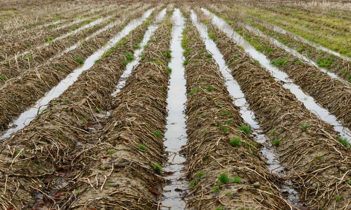 Rains in potato harvest