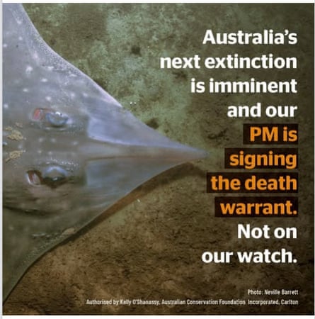 Screenshot of an ad about Maugean Skate extinction by the ACF