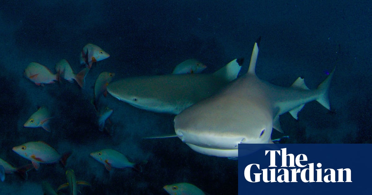 Like running a marathon – with 100 sharks on your tail': behind the scenes  of Blue Planet II | Documentary | The Guardian