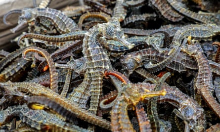 Part of a haul of 12.3m seahorses seized in the port of Callao, Peru, in September 2019
