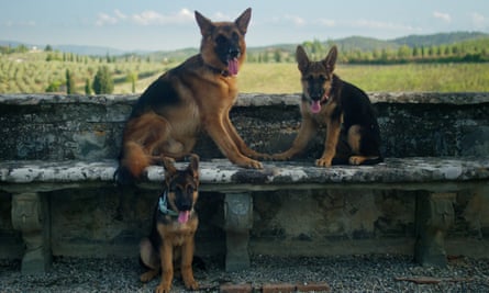 Jours de chien … Millions de Gunther.