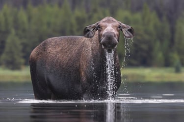 Water pours from a moose in a lake as she emerges