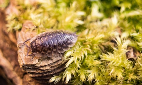There are more than 30 types of woodlice in the UK