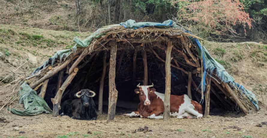 Cows Margarita (left) and Ruby at El Hogar animal sanctuary in Spain