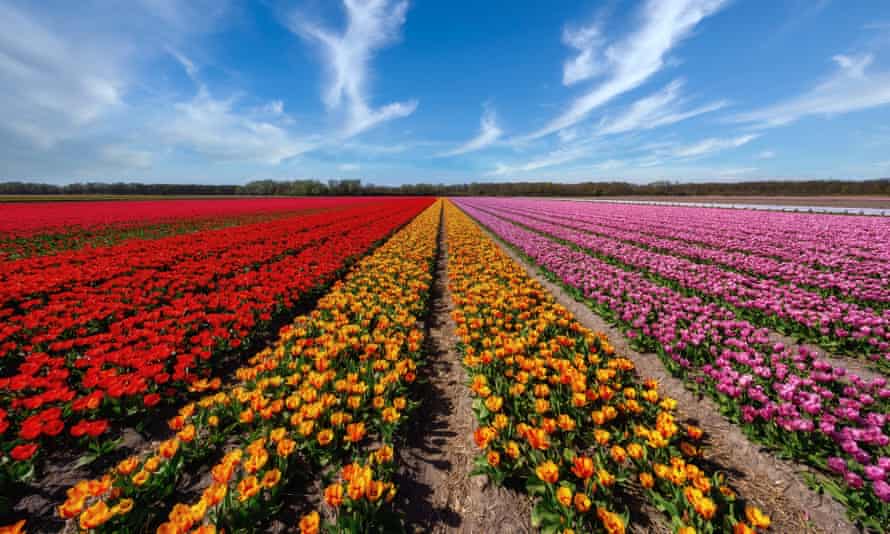 Haarlem tulip fields, Netherlands