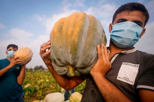 Gaza cityPalestinian farmers harvest pumpkins in a field in Gaza City.