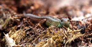 A Farnham Heath sand lizard. A Surrey landscape which is home to lizards and an area known as the Devil’s Punchbowl has been designated a national nature reserve. Natural England, which advises the Government on the environment, announced the creation of the Wealden Heaths National Nature Reserve