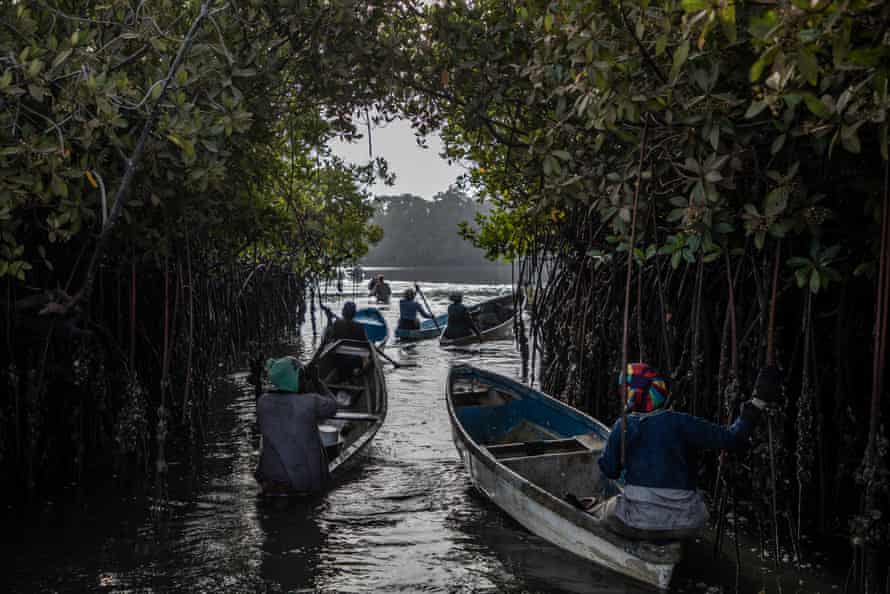 Canoas no rio com floresta abrangente