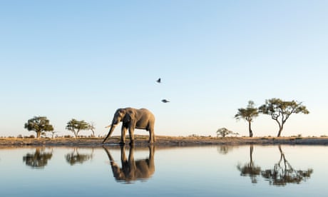 We can save elephants. But can we save wild elephants?