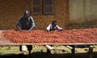 Climate crisis contributing to chocolate market meltdown, research finds