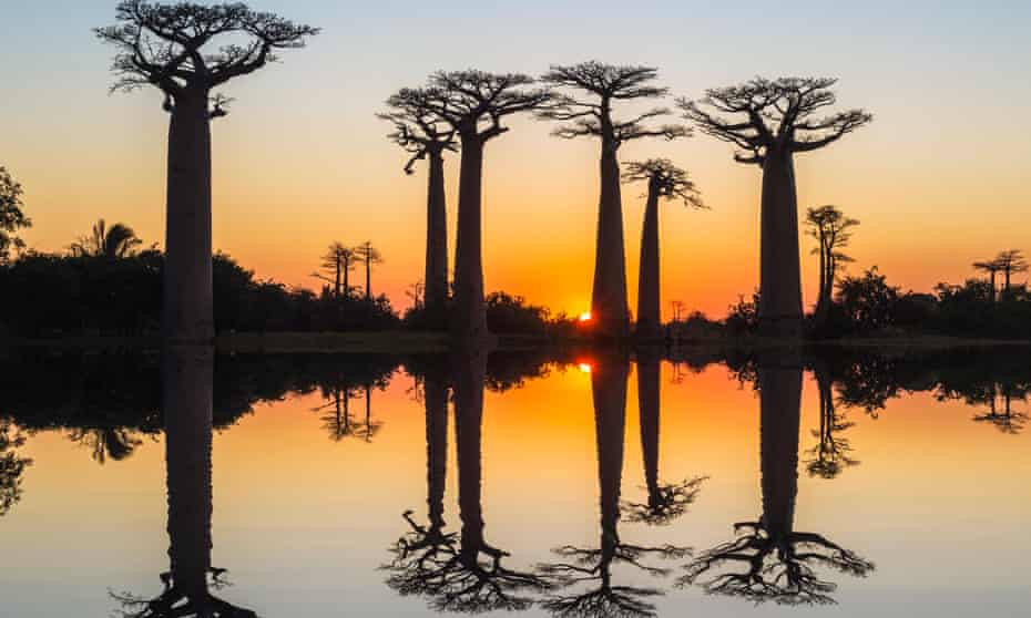 Baobab trees reflect in the water at sunset, Morondava, Toliara province, Madagascar