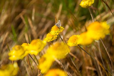 Yellow native wildflowers