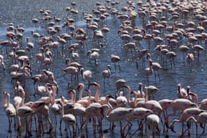 Os flamingos se alimentam dos lodaçais costeiros rasos e inundados da Lagoa de Walvis Bay, em Walvis Bay, Namíbia. A Lagoa de Walvis Bay é um dos mais importantes lagos de barreira costeira da região da África Austral e está localizada na costa infinita onde o Deserto da Namíbia se abre para o Oceano Atlântico. De acordo com o Gabinete de Turismo de Walvis Bay, todos os anos dezenas de milhares de aves migratórias de mais de 150 espécies, especialmente flamingos maiores e menores, passam todo o verão na lagoa e nas salinas circundantes.
