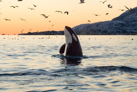 Orca emerging from the ocean at sunset with coast and birds