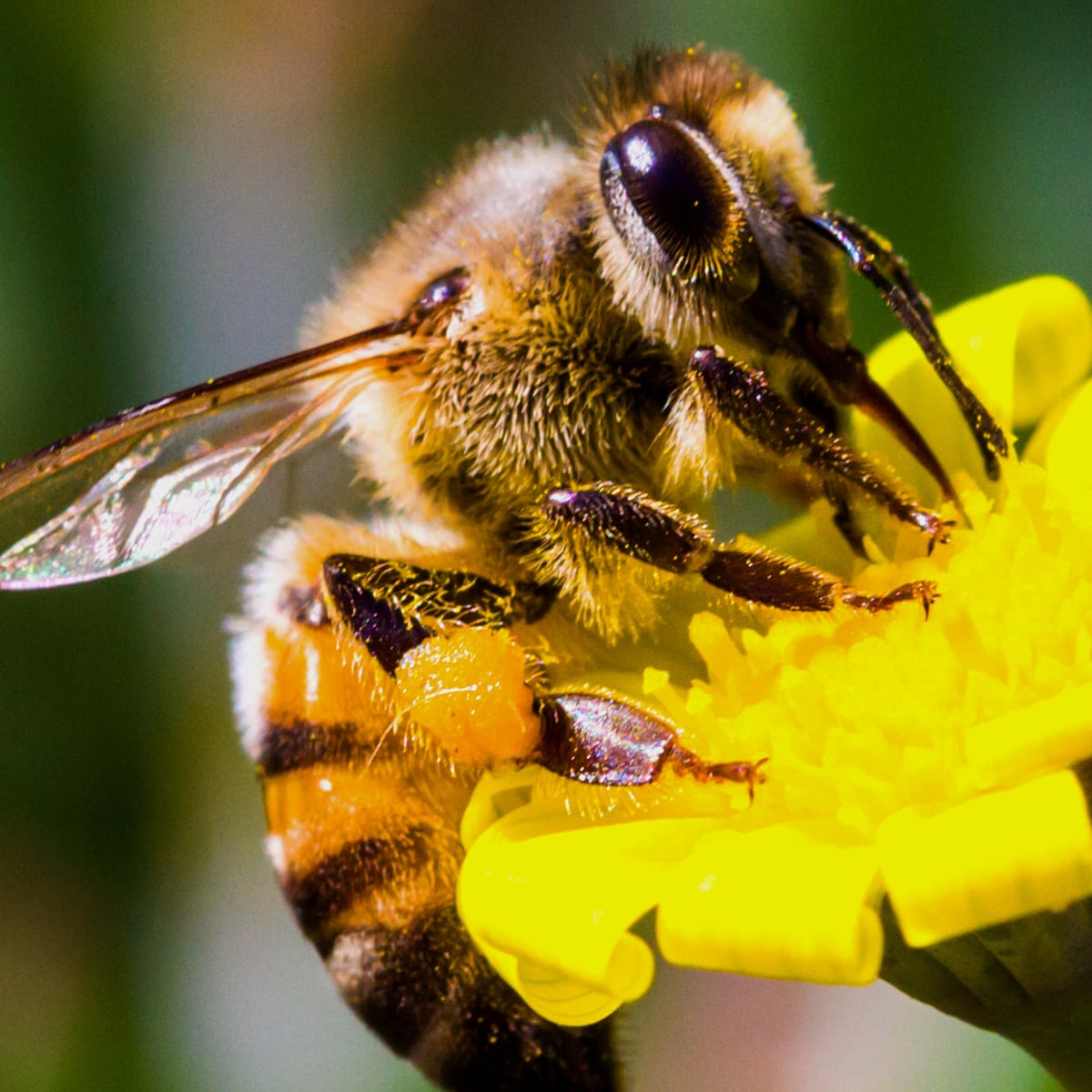 California street shut down after 40,000 bees swarm from hotel ...