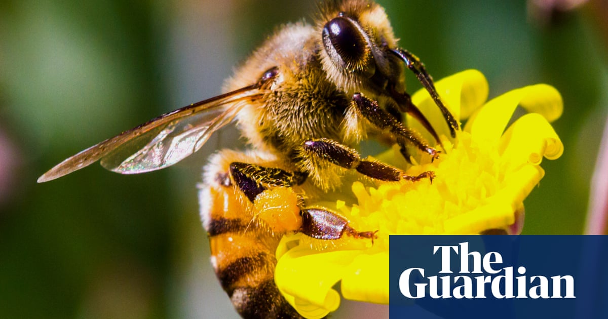 California Street Shut Down After 40 000 Bees Swarm From