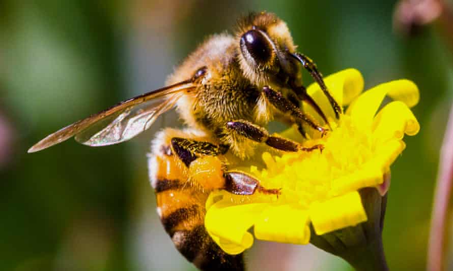 An Africanized bee.