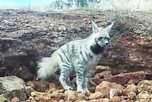 Uma hiena listrada, que está em perigo de extinção, é capturada em uma imagem de uma armadilha de amera montada pelo Ministério da Agricultura e Florestas da Turquia na Turquia. As hienas listradas são raras na Turquia e estão perto da extinção em outros países de regiões próximas e globalmente quase ameaçadas. Eles são animais difíceis de detectar e os especialistas sabem tão pouco sobre eles que estimam que restem cerca de 200 na Turquia.