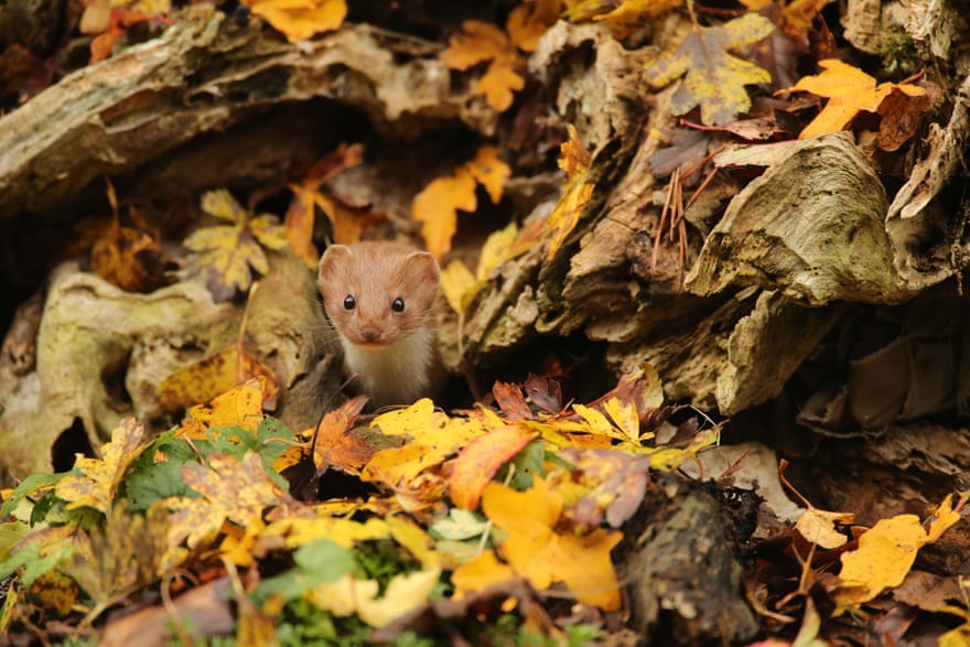 British autumn season winner: Robert E Fuller, ‘Common weasel’, North Yorkshire, England. Photograph: Robert E Fuller/British Wildlife Photography Awards 2016