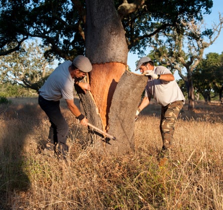 Bark harvested from cork oak trees in Portugal is still used mainly by the wine industry.