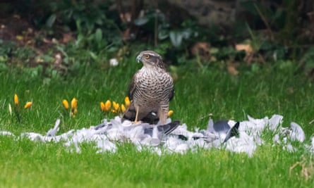 A sparrowhawk enjoys a pigeon feast.